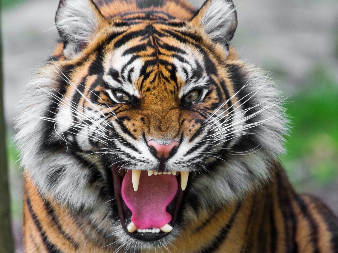 Man-eater tiger brought to central zoo