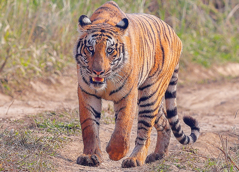 बाघ गणनाः थपिए ३७ बाघ