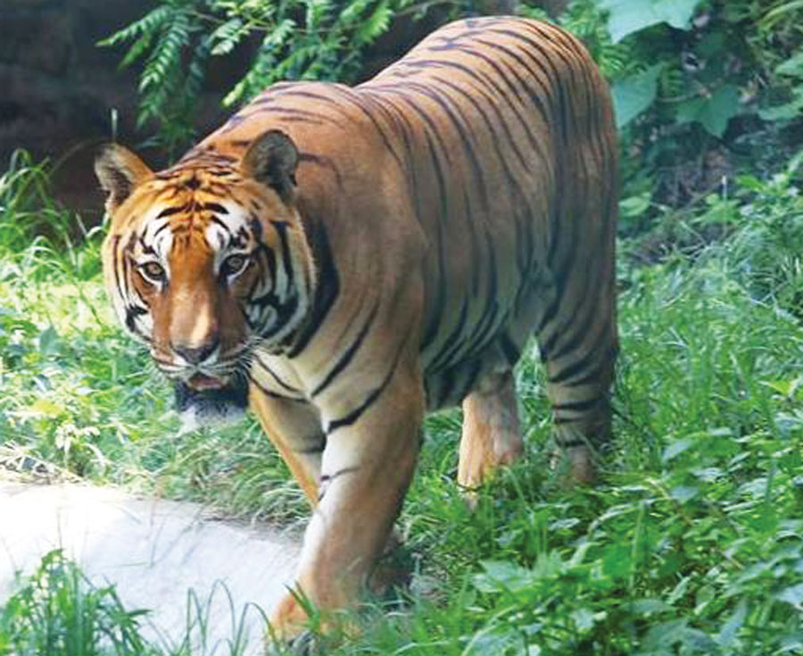 Violent tiger held captive