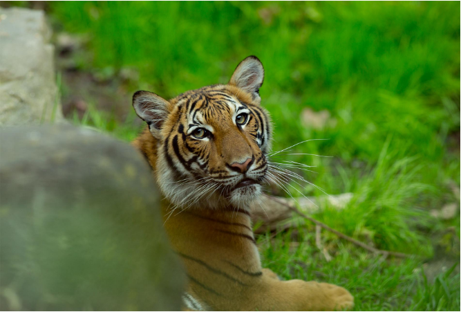 विश्व बाघ दिवसः नेपालको बाघ संरक्षणमा आशलाग्दो उपलब्धि