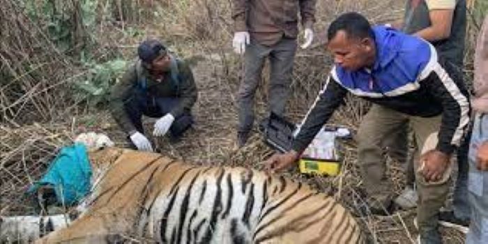 अझै सुध्रिएन नरभक्षी बाघको आनीबानी