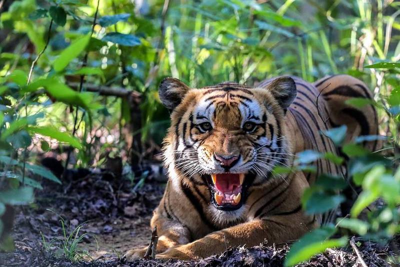 19-year-old survives tiger attack