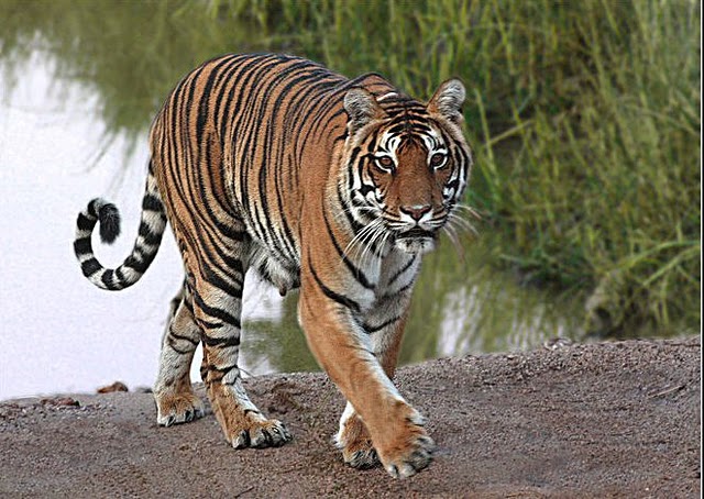 Concern over tiger conservation