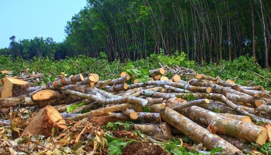 पृथ्वीराजमार्ग विस्तार : ४६६ रुख काटिने