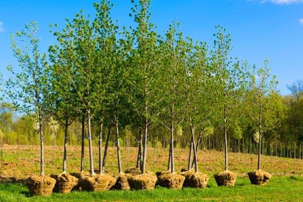 Ten thousand tree saplings planted in Sunsari