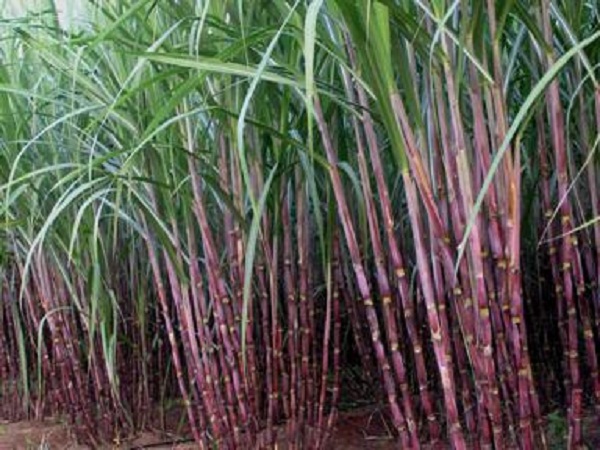 Sugarcane farming done in 81,000 hectares of land but not prospering