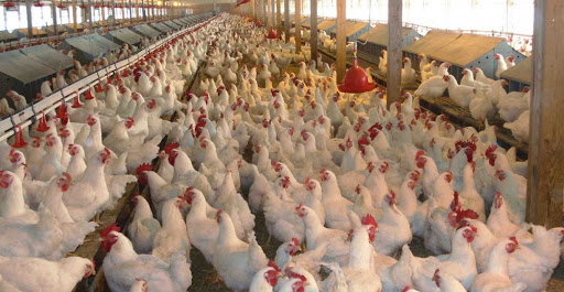 Poultry business faces loss of Rs 18 billion