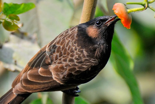 Population of six species of birds down in Chitwan
