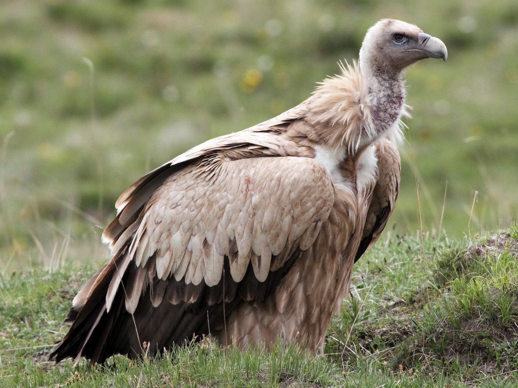 White Himalayan vulture spotted in Manang