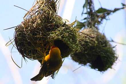 SNP more focused on conservation of Finn's Weaver