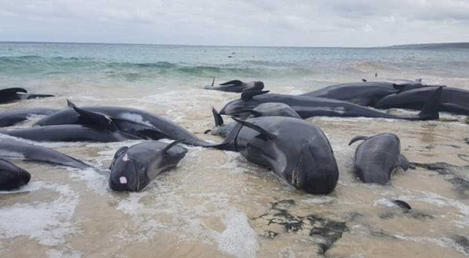 अस्ट्रेलियाको समुद्री तटमा सामूहिक रुपमा फसेका १४ समुद्री ह्वेल मरे