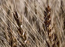 Wheat production likely to slump due to delay in winter precipitation