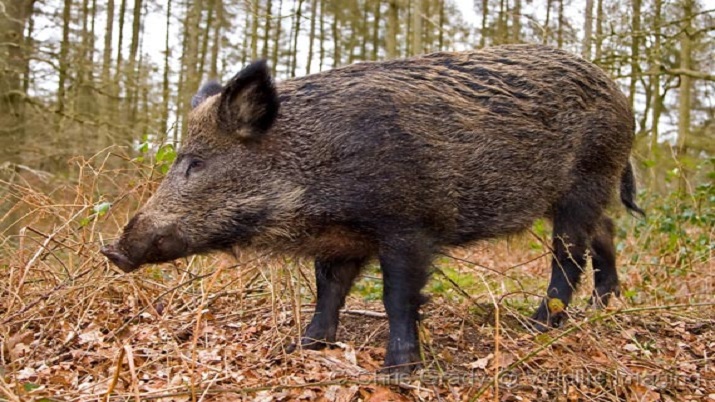 Four injured in wild boar attack in Dang