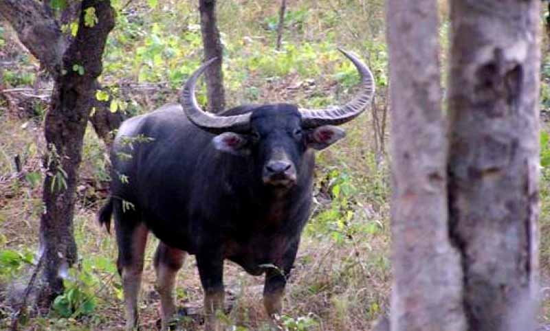 Another wild water buffalo gives birth to baby calf in CNP