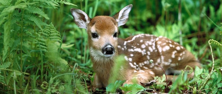 Wounded and helpless wild life reserve center set up