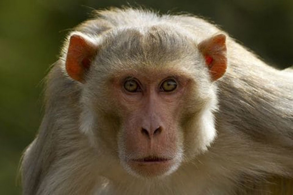 Monkey rampage a menace to heritage- Study