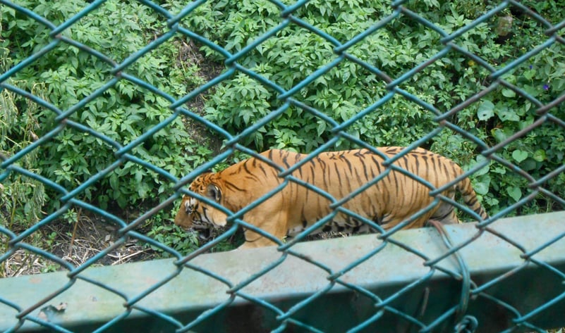 चिडियाखानाका जीवजन्तु सङ्कटमा