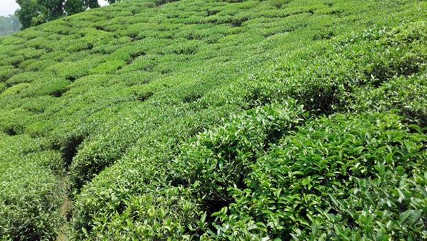पुर्वराजाको चिया बगानले १२ बर्ष सम्म पनि तिरेन कर