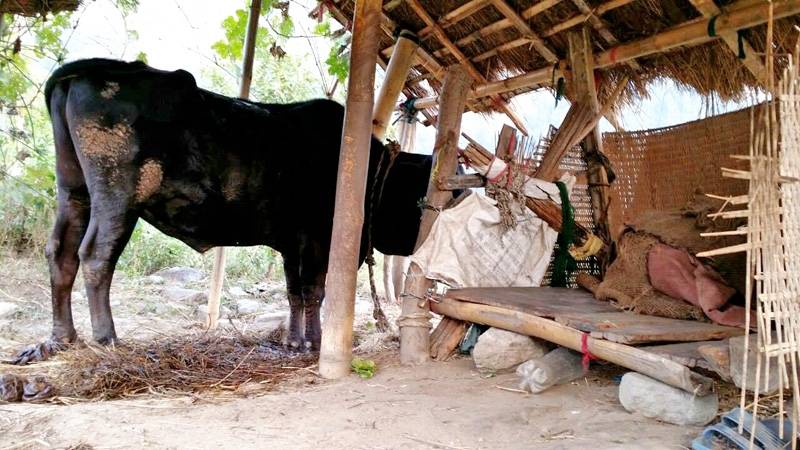 Dalit man fined for 'polluting' cowshed