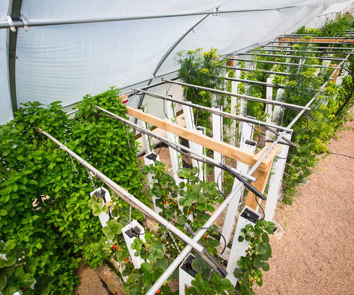 Promotion of hydroponic farming stressed