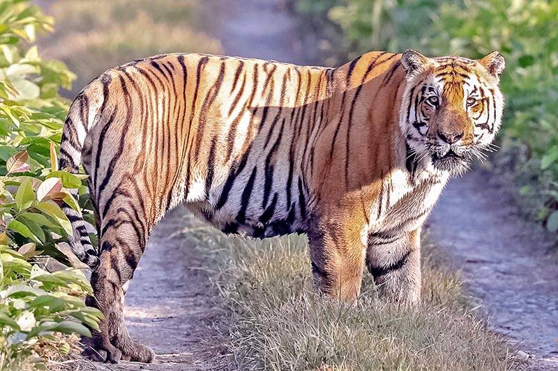 7th World Tiger Day to be marked