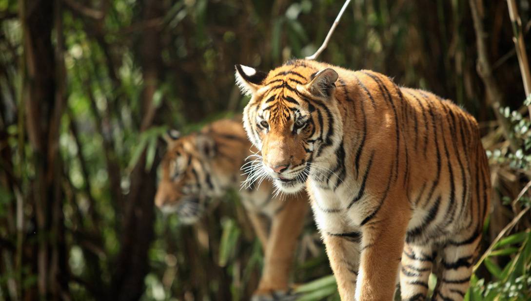 International Tiger Day: Nepal's aim to double number of tiger by 2022 on track