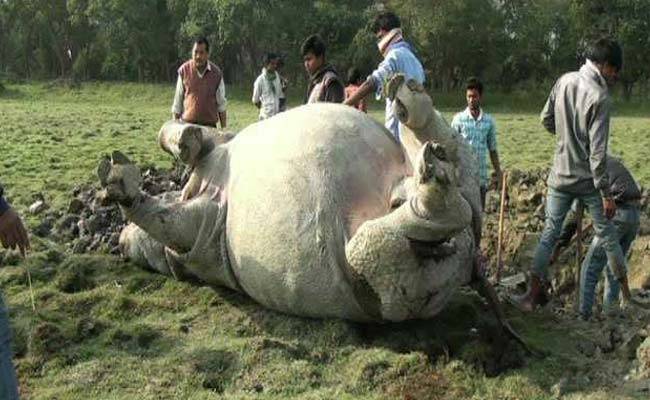 Pregnant rhino found dead in Nawalparasi