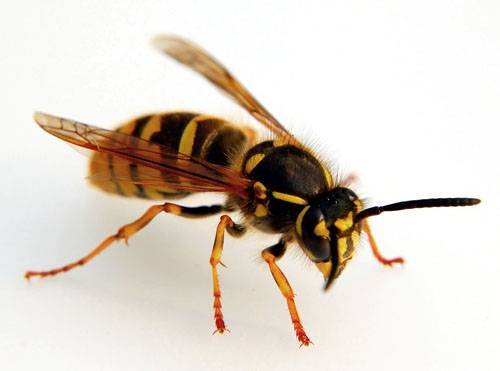 13 – year – old boy dies from hornet's sting