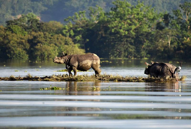 Preparation afoot to bring back rhinos swept away by flood