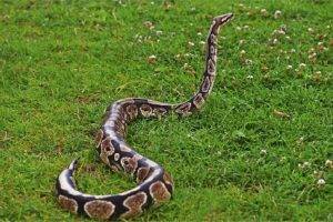 Rare species of python found in Bedkot's field