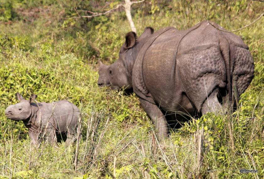 One-horned rhino rescued unharmed from Indian village