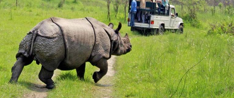 Second one – horned rhino rescued from India