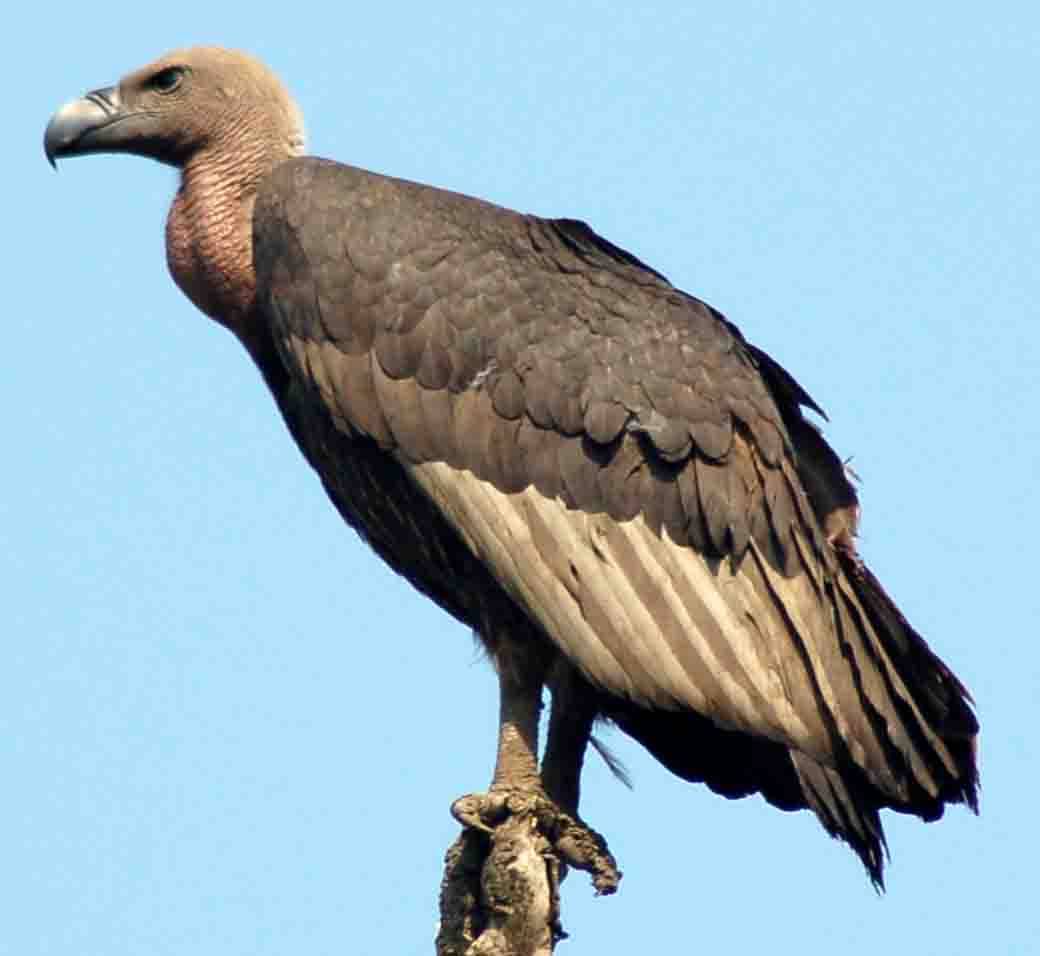 Vulture facing threat of disappearance in Bardiya