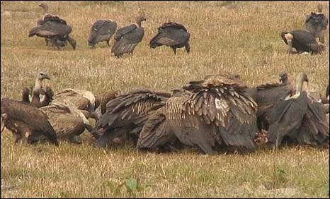 Vultures disappearing from Bardiya at an alarming rate