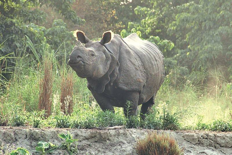 Two rhinos swept away in flooding found alive at Susta