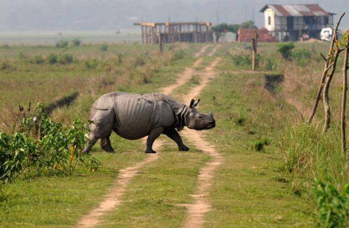 CNP team back to India on rhino rescue mission