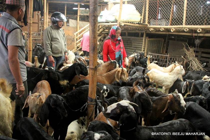 28 dead goats confiscated from Nagdhunga