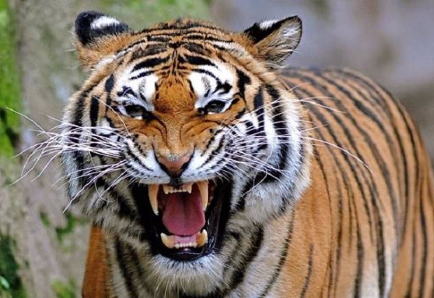 Woman dies in tiger attack