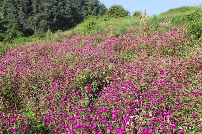 Flower exhibition in Jawalakhel from Friday