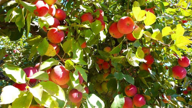 Apples worth fifty million rupees imported from India