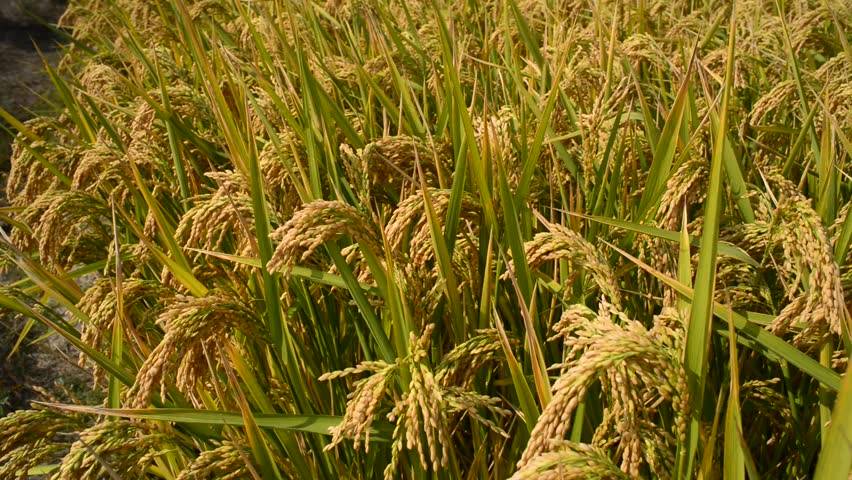Paddy crop destroyed in hailstorm in Dhading