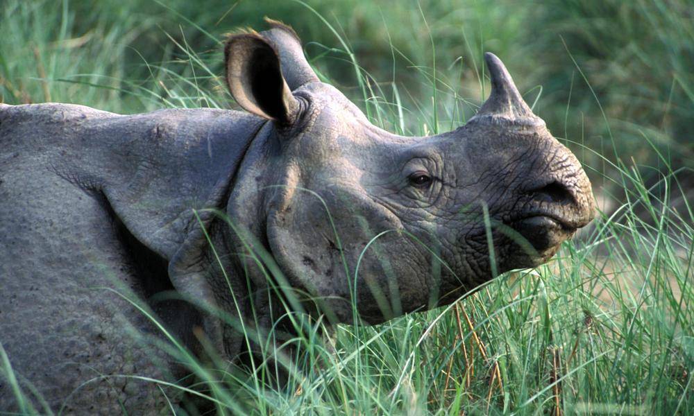 Building confinement shelter for rhinos to be translocated to China begins